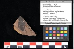 Foto (Objekt + Etikett) von Xylomites daphnes Ettingshausen (NHMW-GEO-2024-0188-0060c)